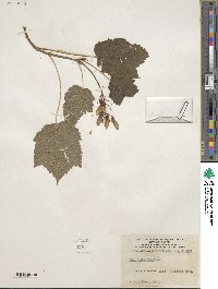 Acer spicatum image