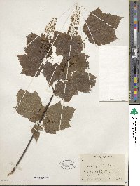 Acer spicatum image