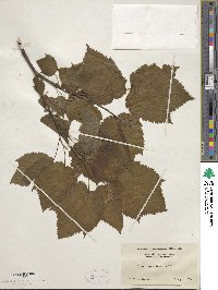 Acer spicatum image