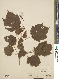 Acer spicatum image