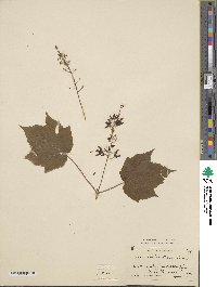 Acer spicatum image