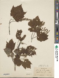 Acer spicatum image