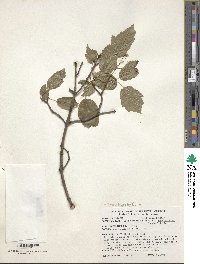 Acer stachyophyllum image