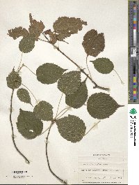 Acer stachyophyllum image