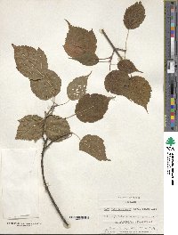 Acer stachyophyllum image