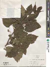 Acer stachyophyllum image