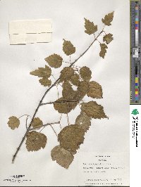 Acer stachyophyllum image