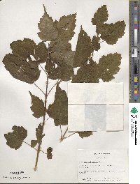 Acer stachyophyllum image