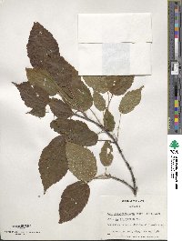 Acer stachyophyllum image