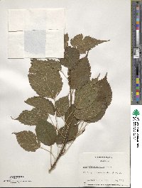 Acer stachyophyllum image