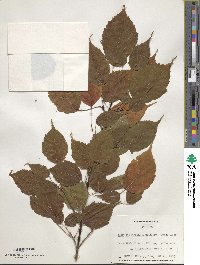 Acer stachyophyllum image