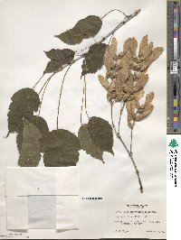 Acer stachyophyllum image