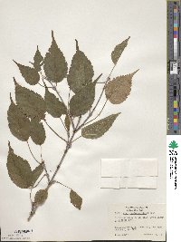 Acer stachyophyllum image