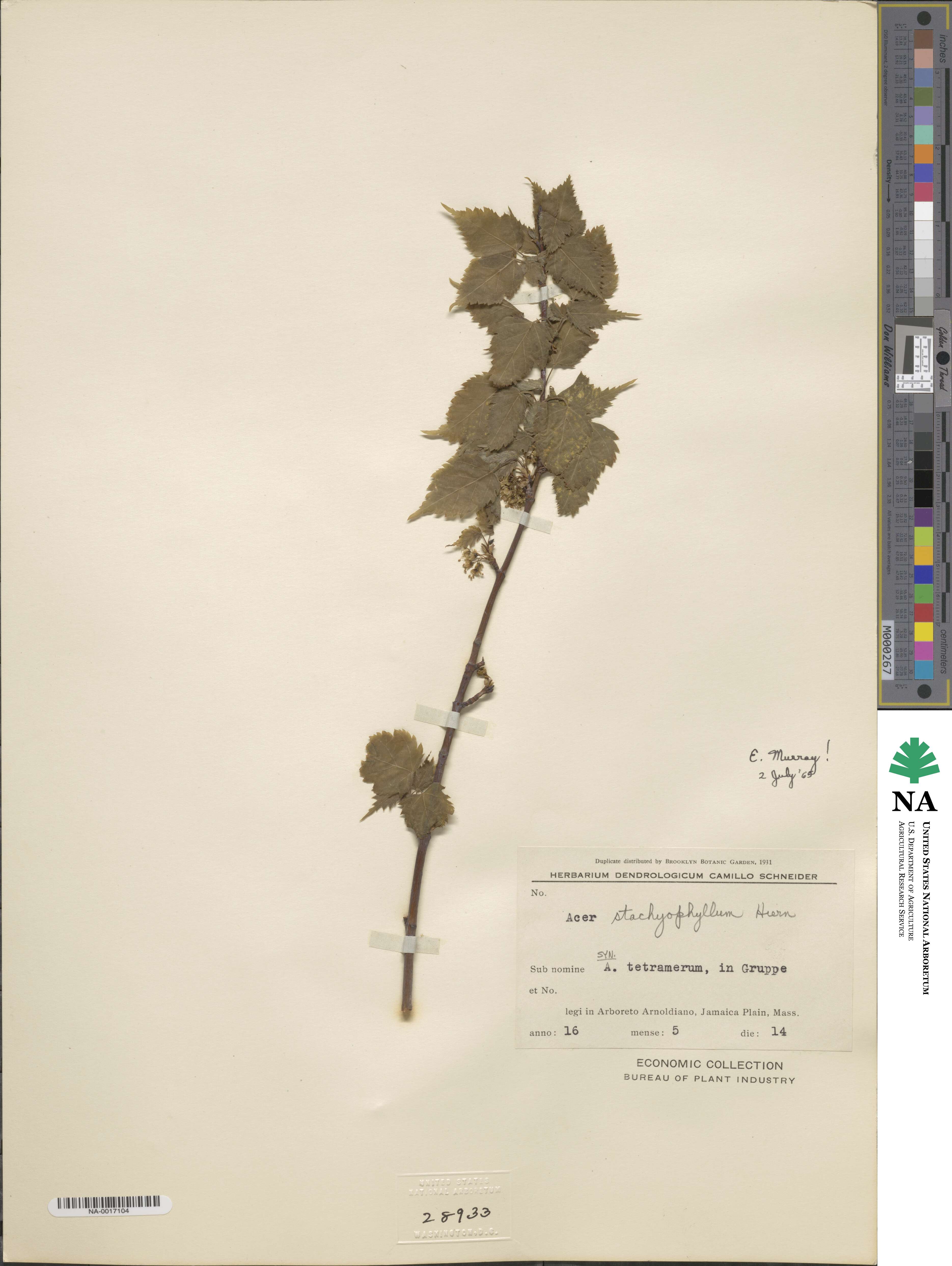 Acer stachyophyllum image