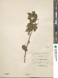 Acer stachyophyllum image