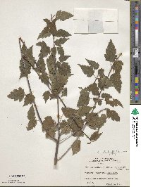 Acer stachyophyllum image