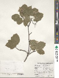 Acer tataricum image