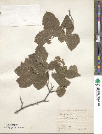 Acer tataricum image