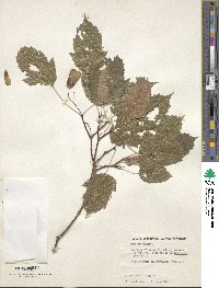 Acer tataricum image