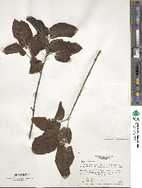 Acer tataricum image