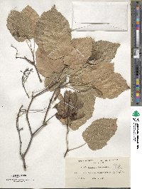 Acer tataricum image