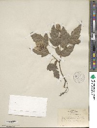 Acer tataricum subsp. ginnala image