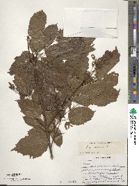 Acer tataricum image