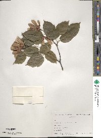 Acer tataricum image