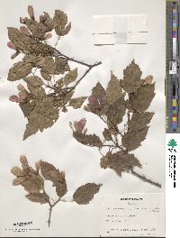 Acer tataricum image