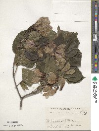 Acer tataricum image