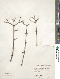 Acer tataricum image