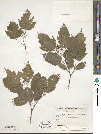 Acer tataricum image