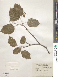 Acer tataricum image