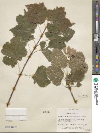 Acer tataricum image