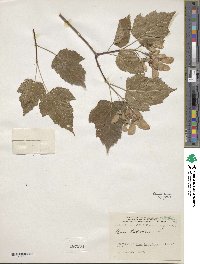 Acer tataricum image