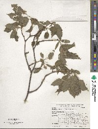 Acer tataricum image