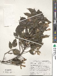 Acer tataricum image