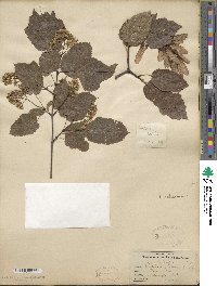 Acer tataricum image