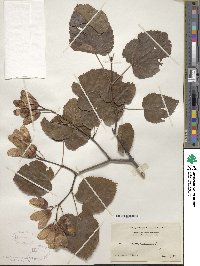 Acer tataricum image