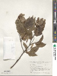 Acer tataricum image