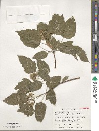 Acer tataricum image