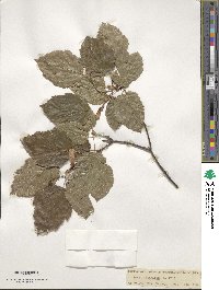 Acer tataricum image