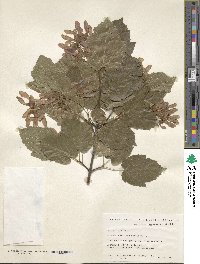 Acer tataricum image