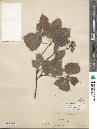 Acer tataricum image