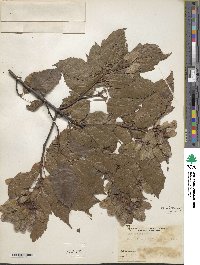 Acer tataricum image