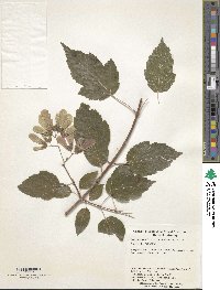 Acer tataricum subsp. aidzuense image