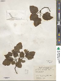 Acer tataricum image