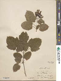 Acer tataricum image