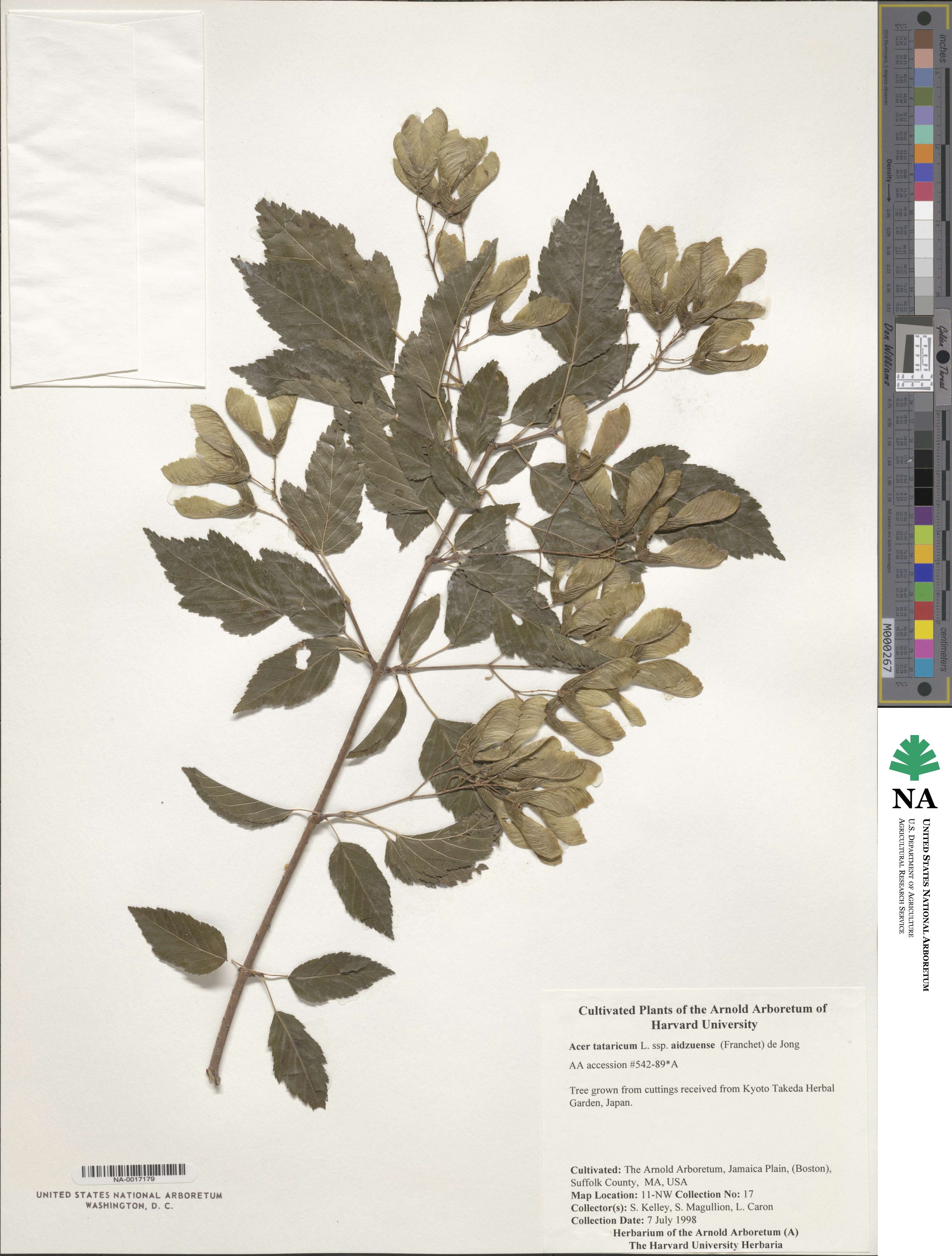 Acer tataricum subsp. aidzuense image