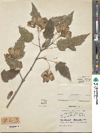 Acer tataricum subsp. tataricum image